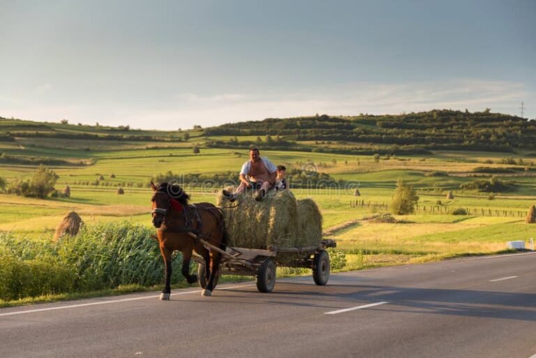van pour chevaux moderne sur route campagne